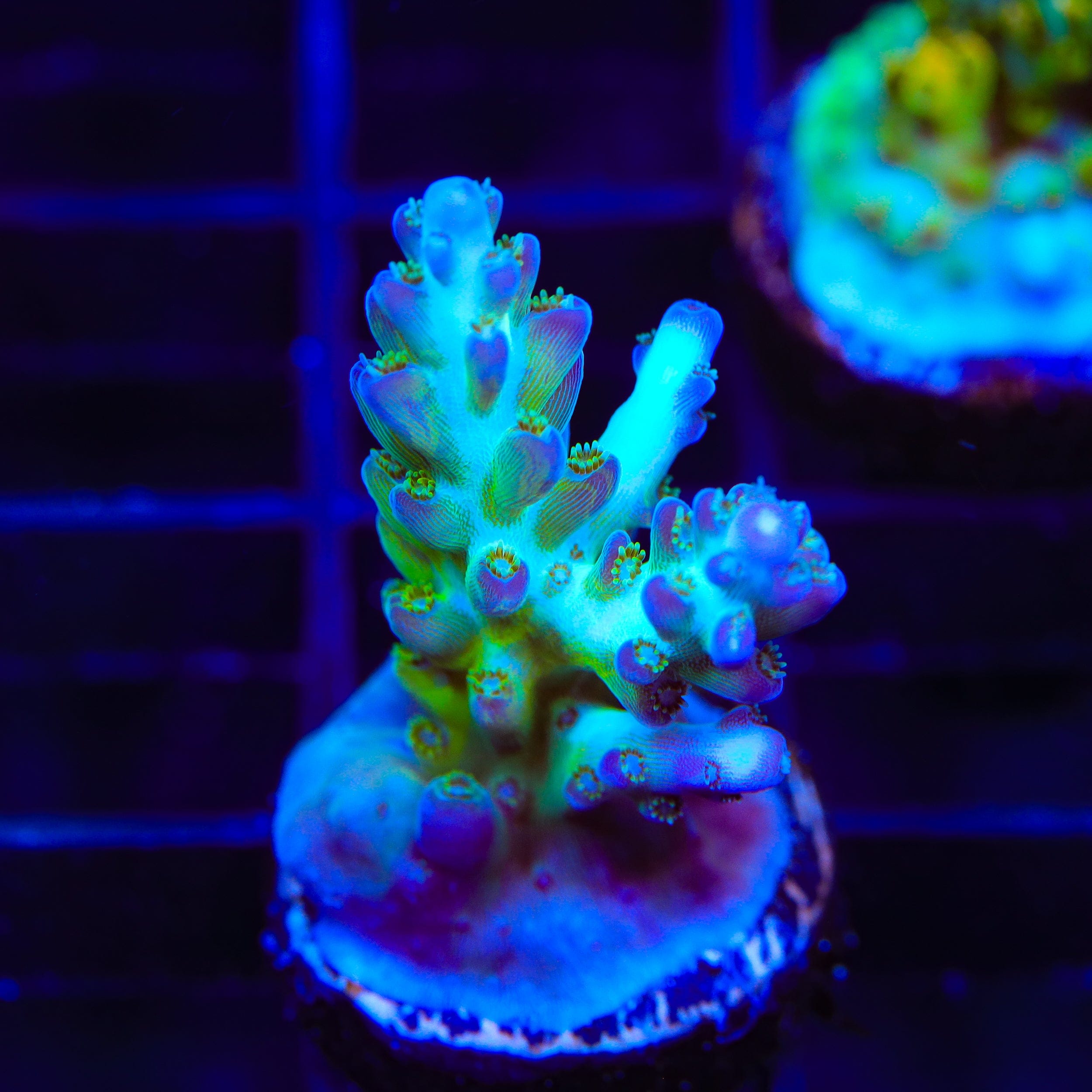 ORA Pearlberry Acropora Coral