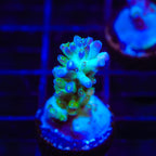 ORA Pearlberry Acropora Coral