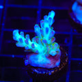 ORA Pearlberry Acropora Coral