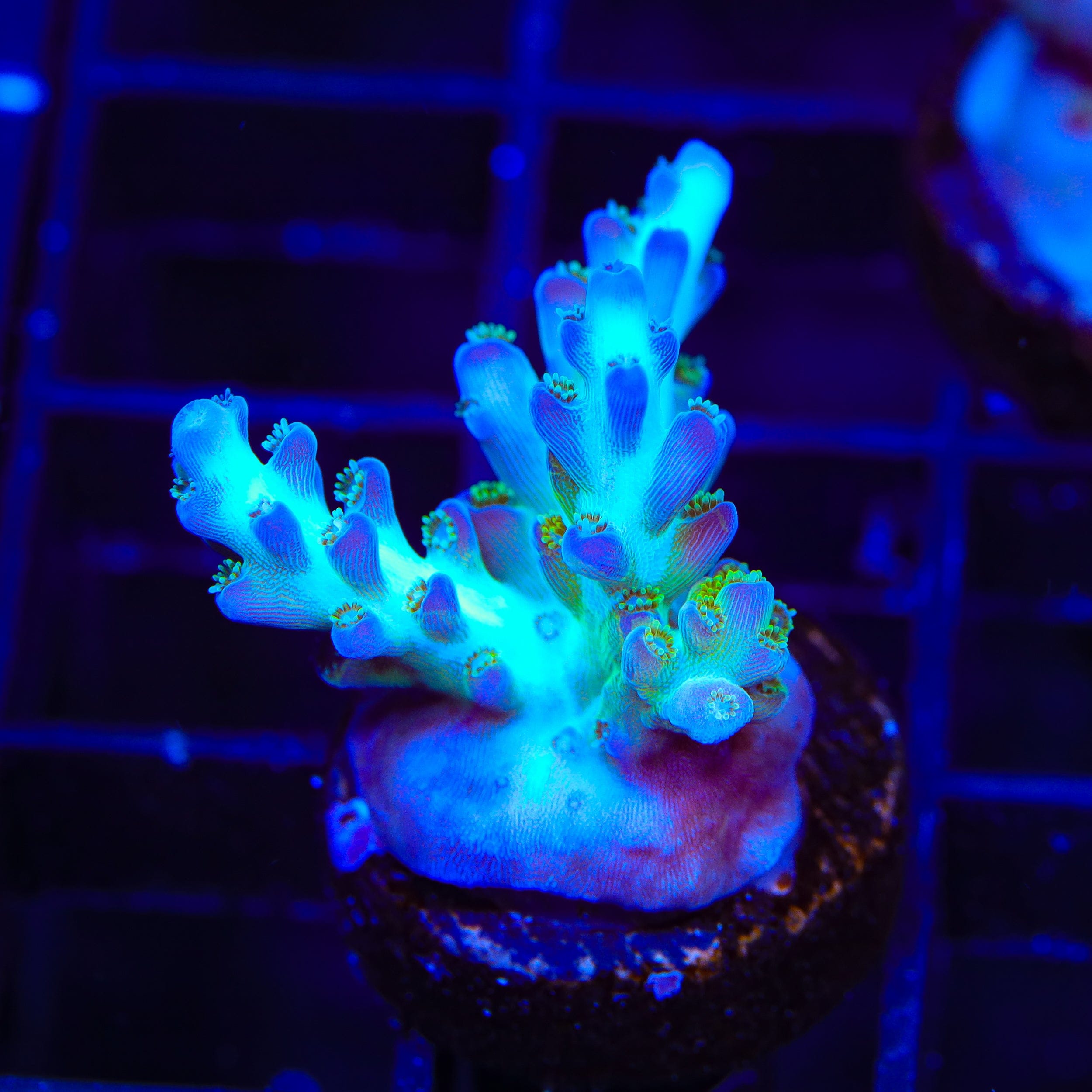 ORA Pearlberry Acropora Coral