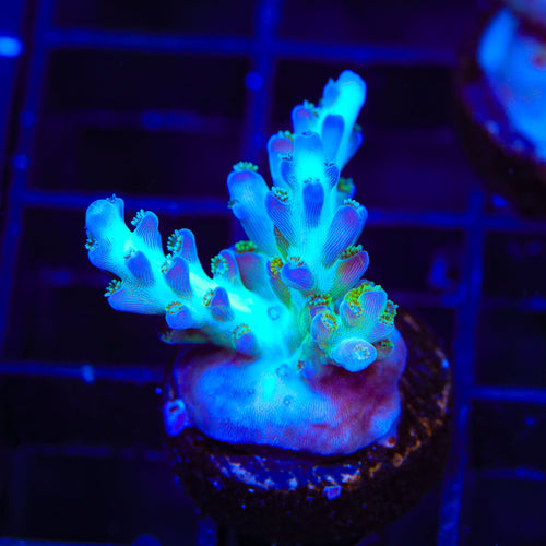 ORA Pearlberry Acropora Coral
