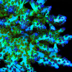 ORA Pearlberry Acropora Coral