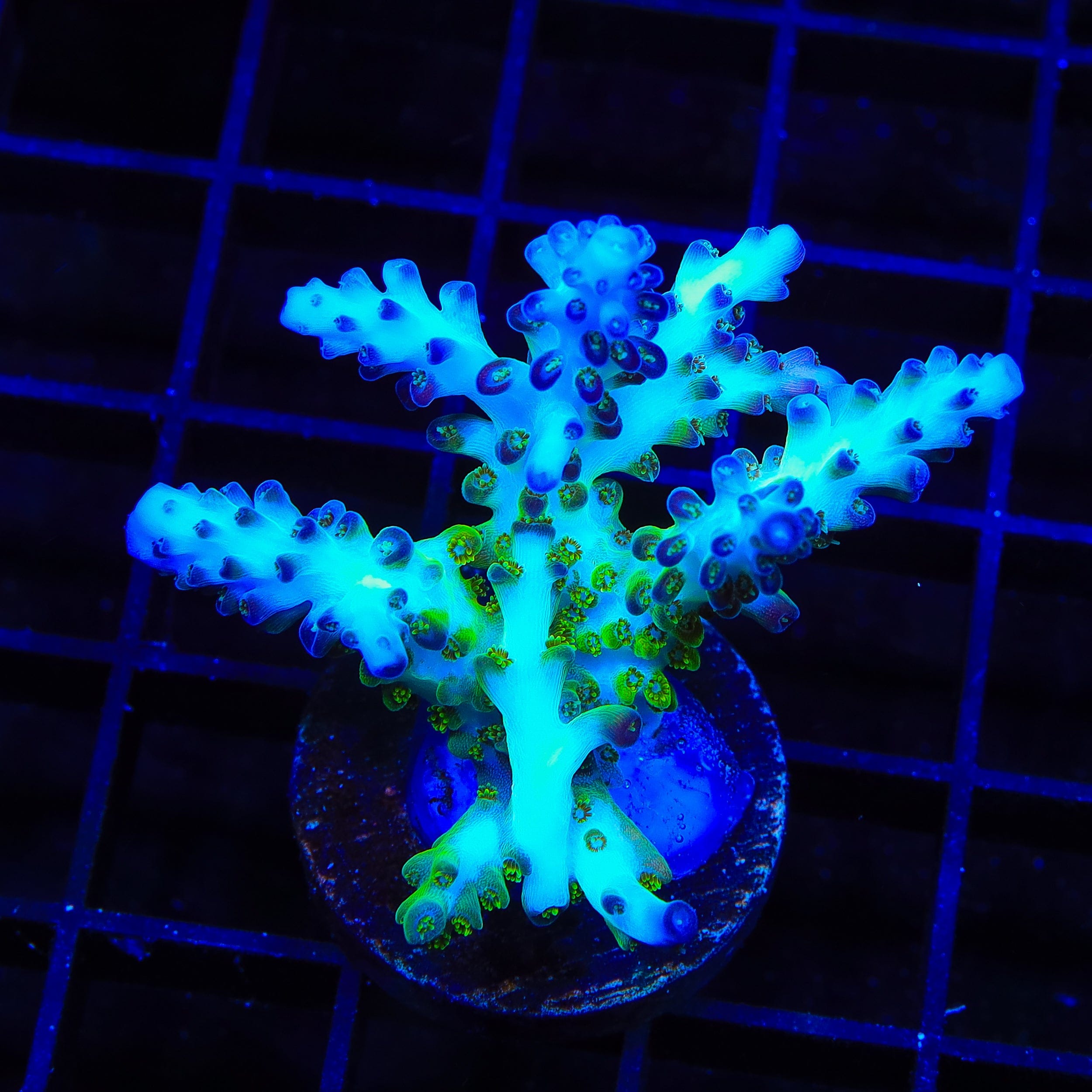 ORA Pearlberry Acropora XL Frag Coral