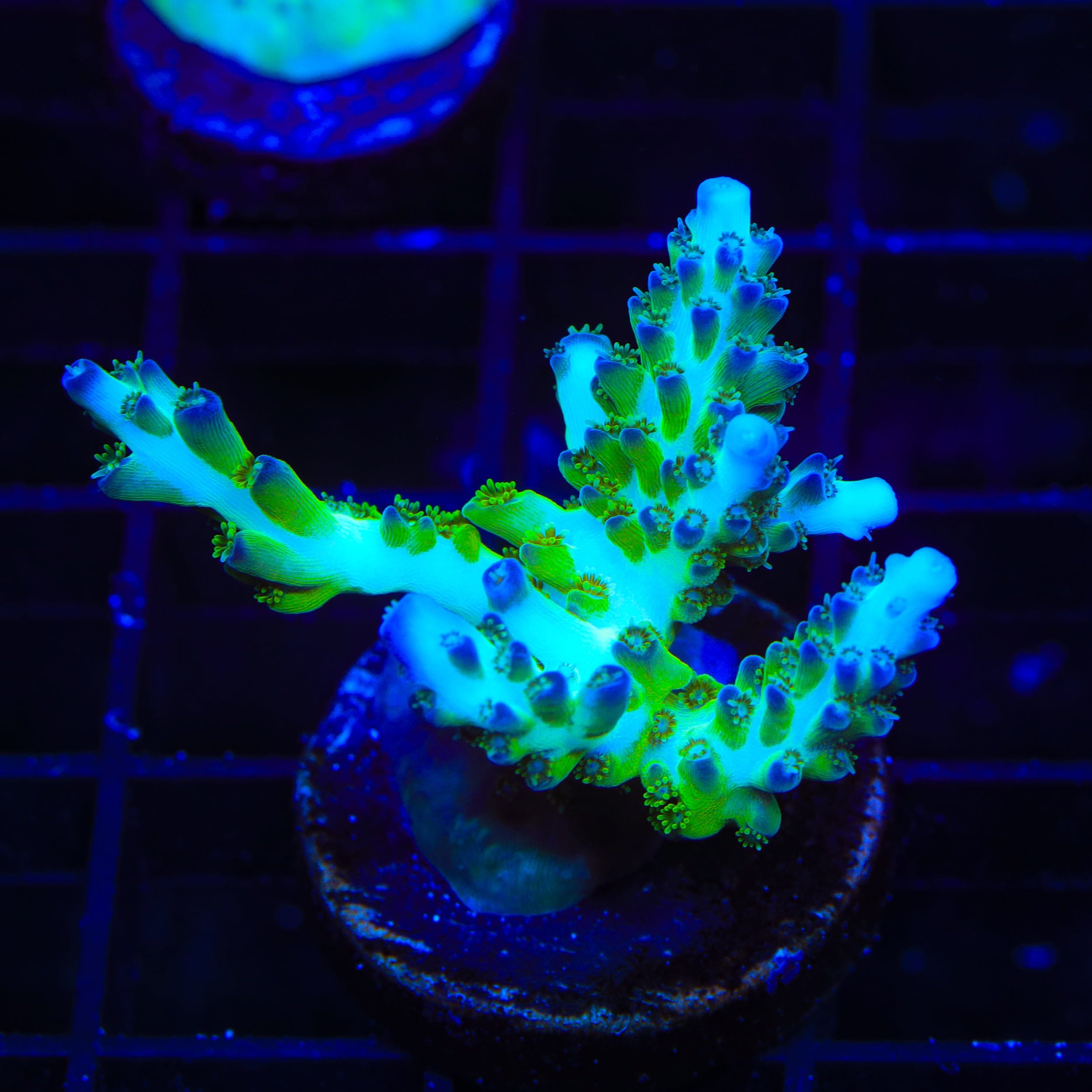 ORA Pearlberry Acropora XL Frag Coral