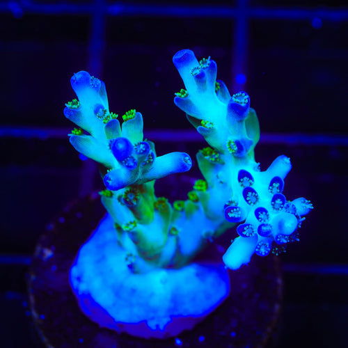 ORA Pearlberry Acropora XL Frag Coral