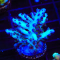 ORA Pearlberry Acropora XL Frag Coral