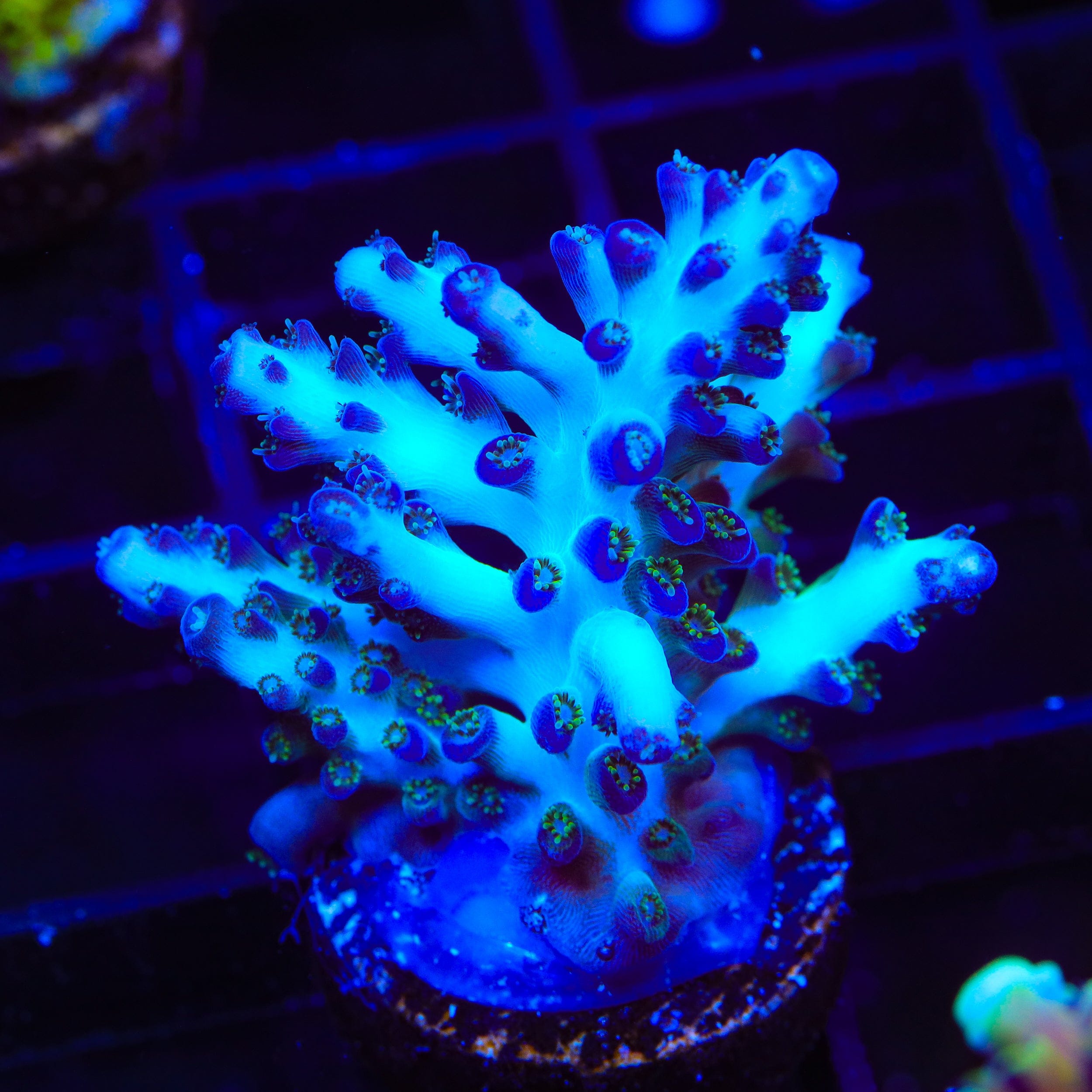 ORA Pearlberry Acropora XL Frag Coral