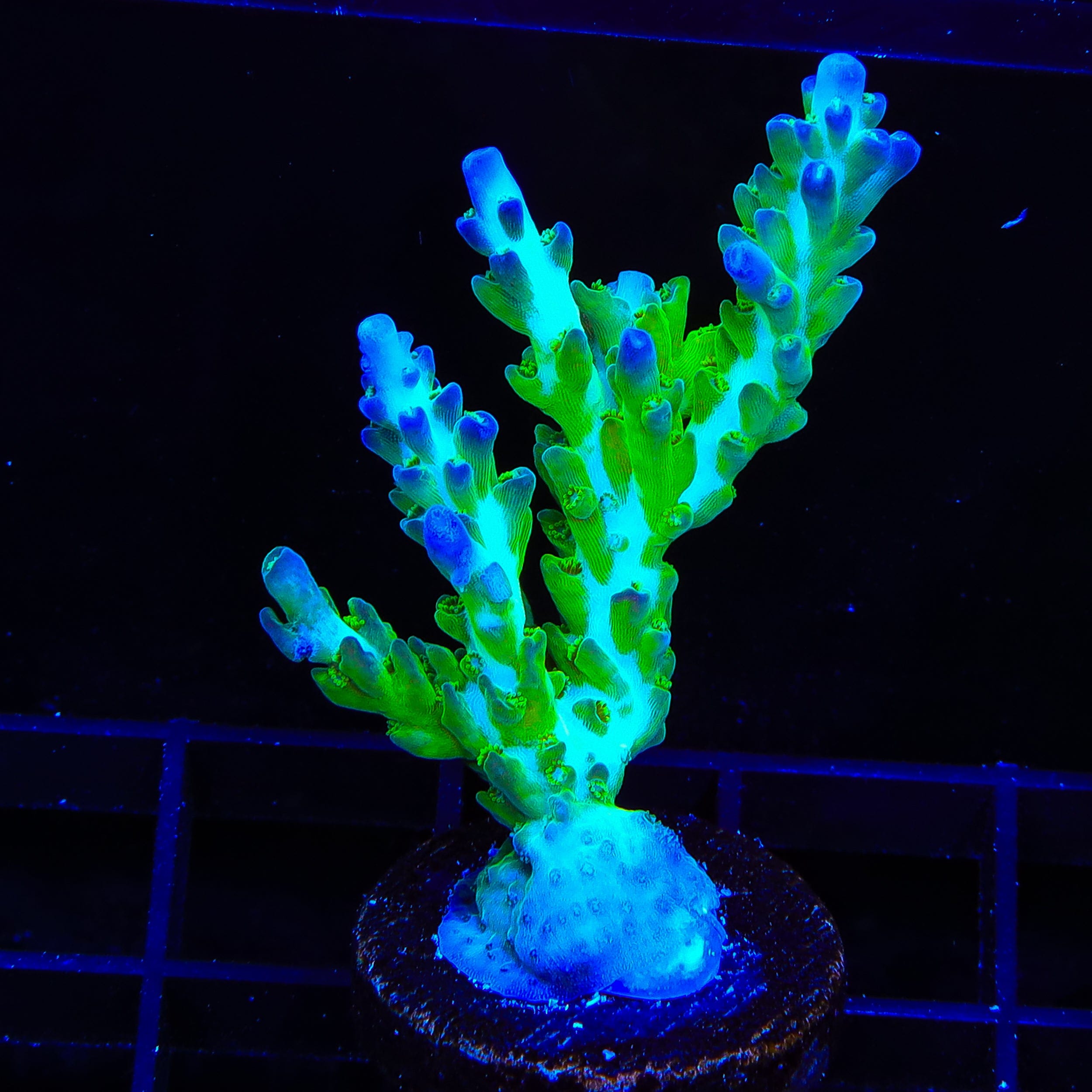 ORA Pearlberry Acropora XL Frag Coral – Top Shelf Aquatics