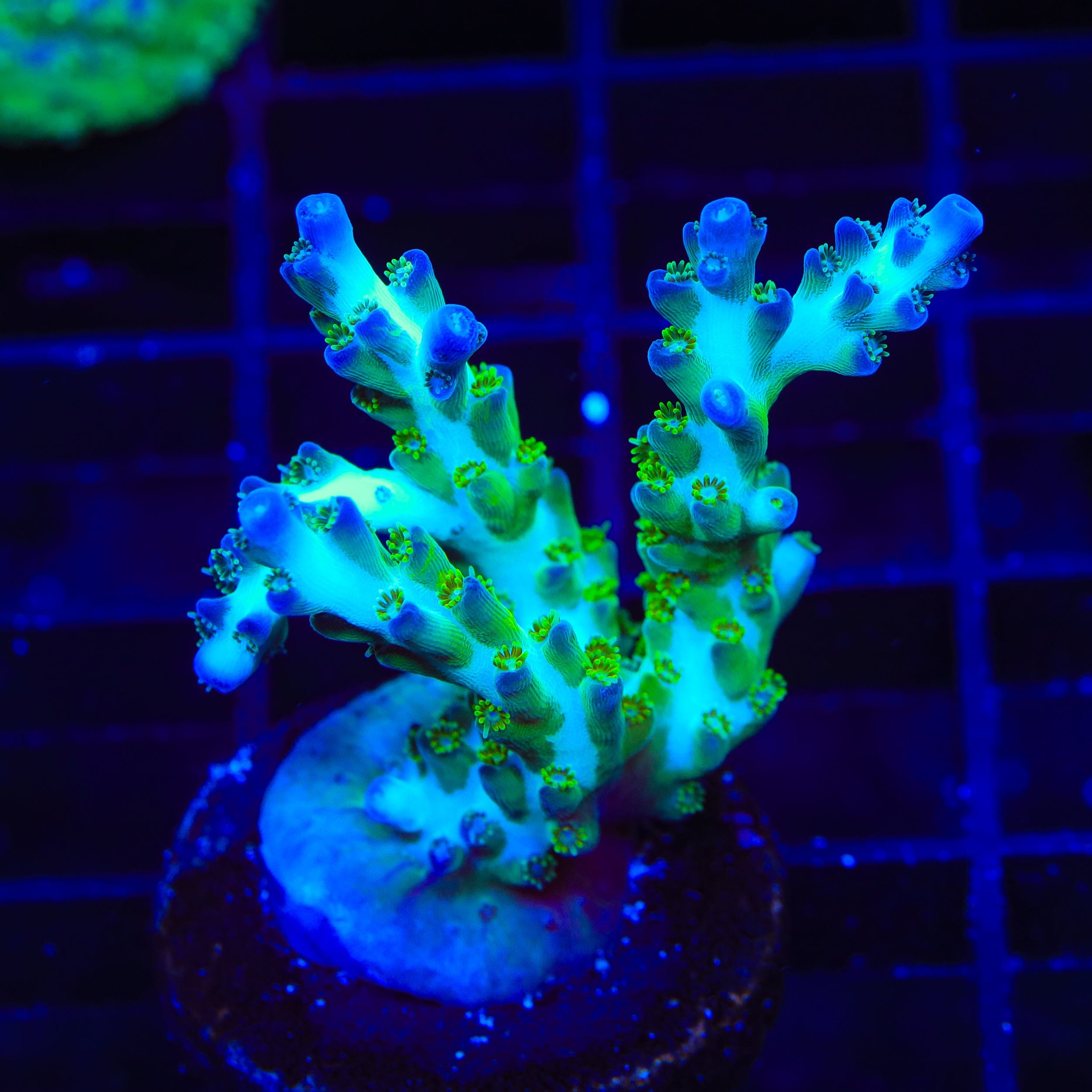 ORA Pearlberry Acropora XL Frag Coral