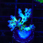 ORA Pearlberry Acropora XL Frag Coral