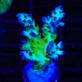 ORA Pearlberry Acropora XL Frag Coral