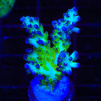 ORA Pearlberry Acropora XL Frag Coral