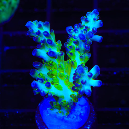 ORA Pearlberry Acropora XL Frag Coral
