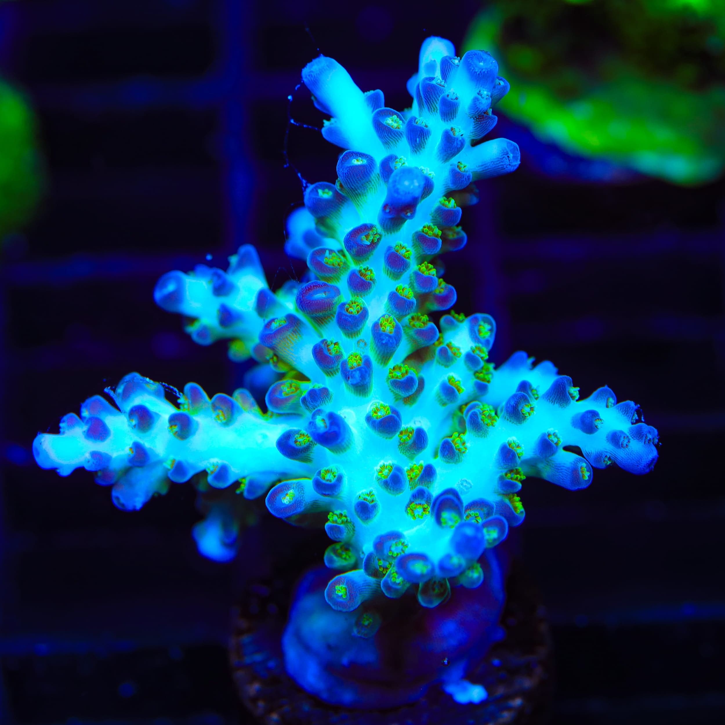 ORA Pearlberry Acropora XL Frag Coral