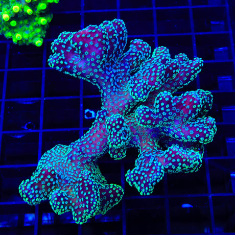 ORA Stellar Stylophora Colony Coral