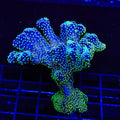 ORA Stellar Stylophora Colony Coral