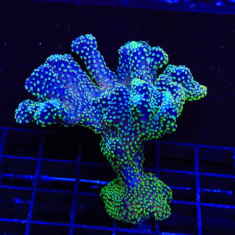 ORA Stellar Stylophora Colony Coral