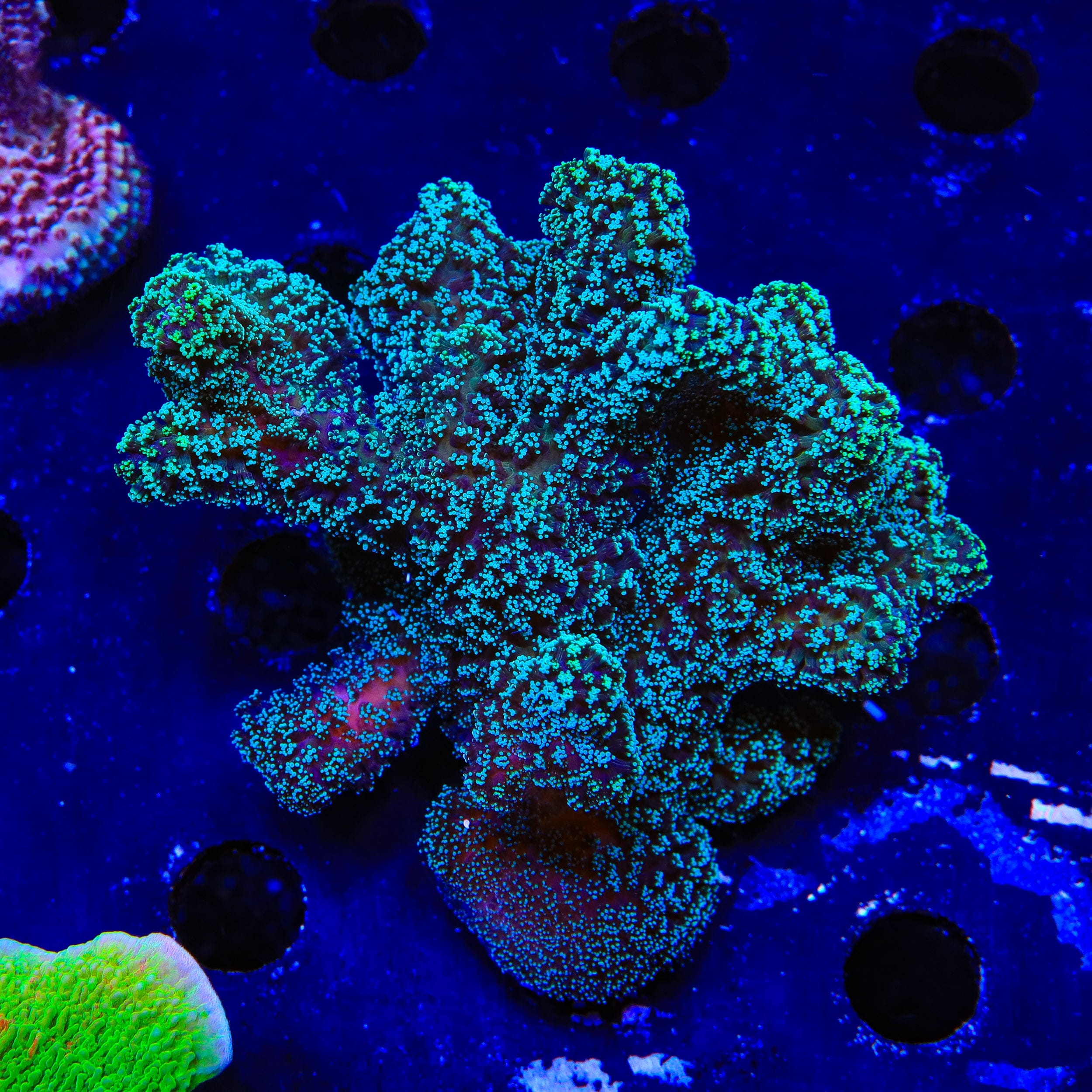 ORA Stellar Stylophora XL Frag Coral