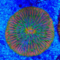 Orange Rainbow Plate Coral