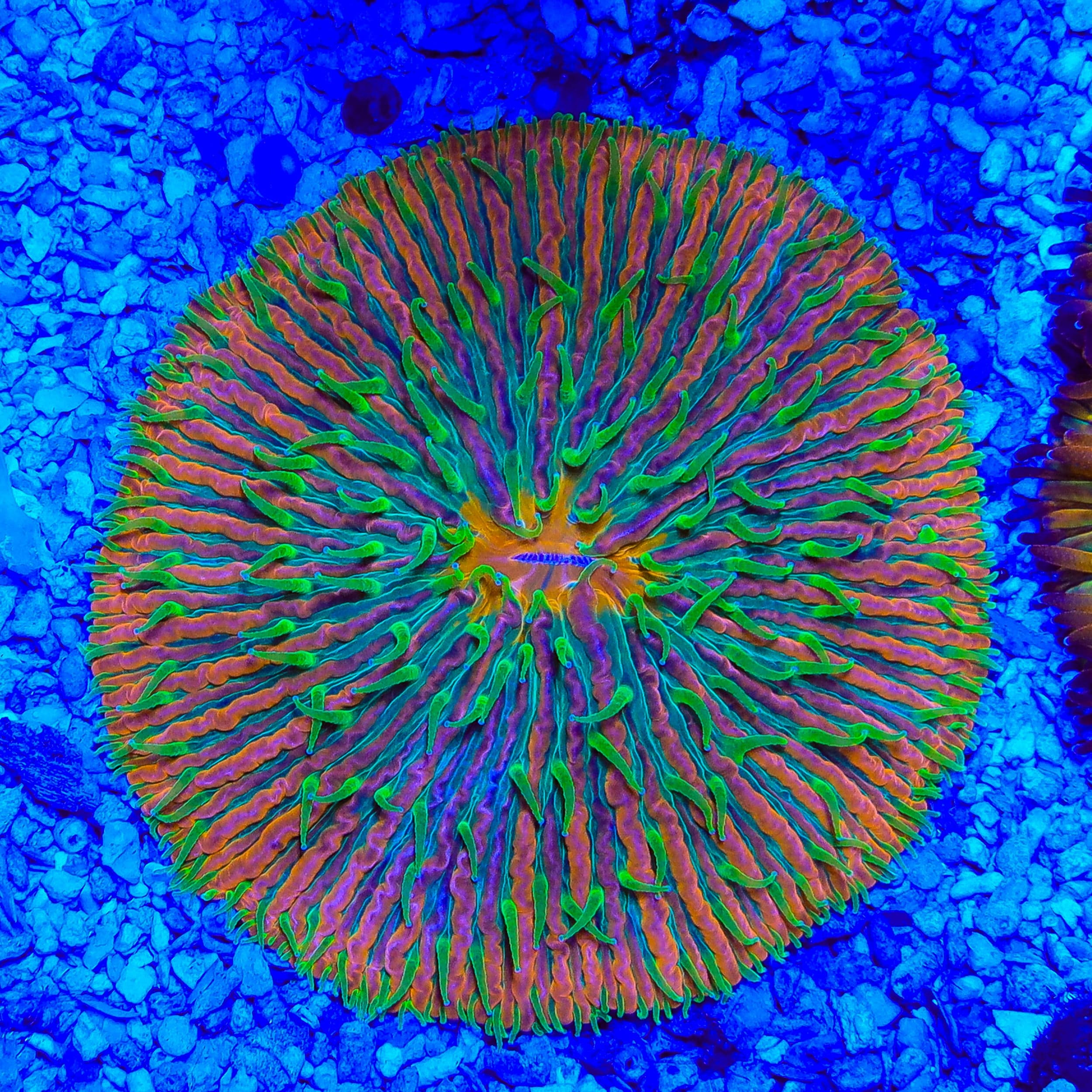 Orange Rainbow Plate Coral