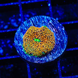 Orange Rainbow Ricordea Coral