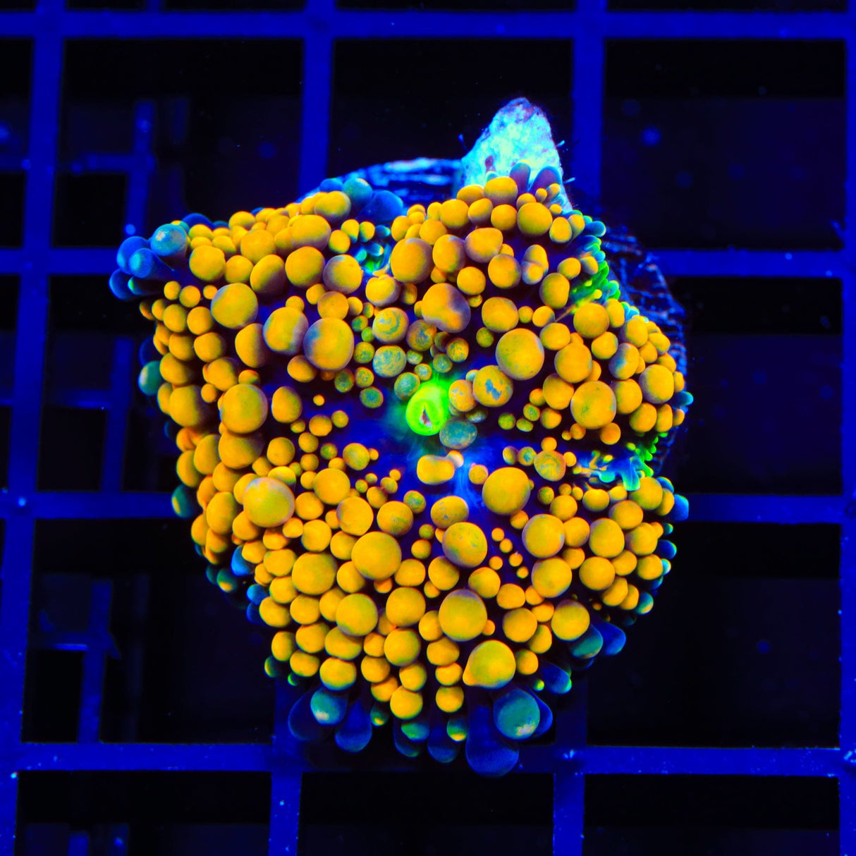 Orange Rainbow Ricordea Coral