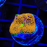 Orange Rainbow Ricordea Coral