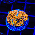 Orange Rainbow Ricordea Coral