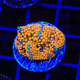 Orange Rainbow Ricordea Coral