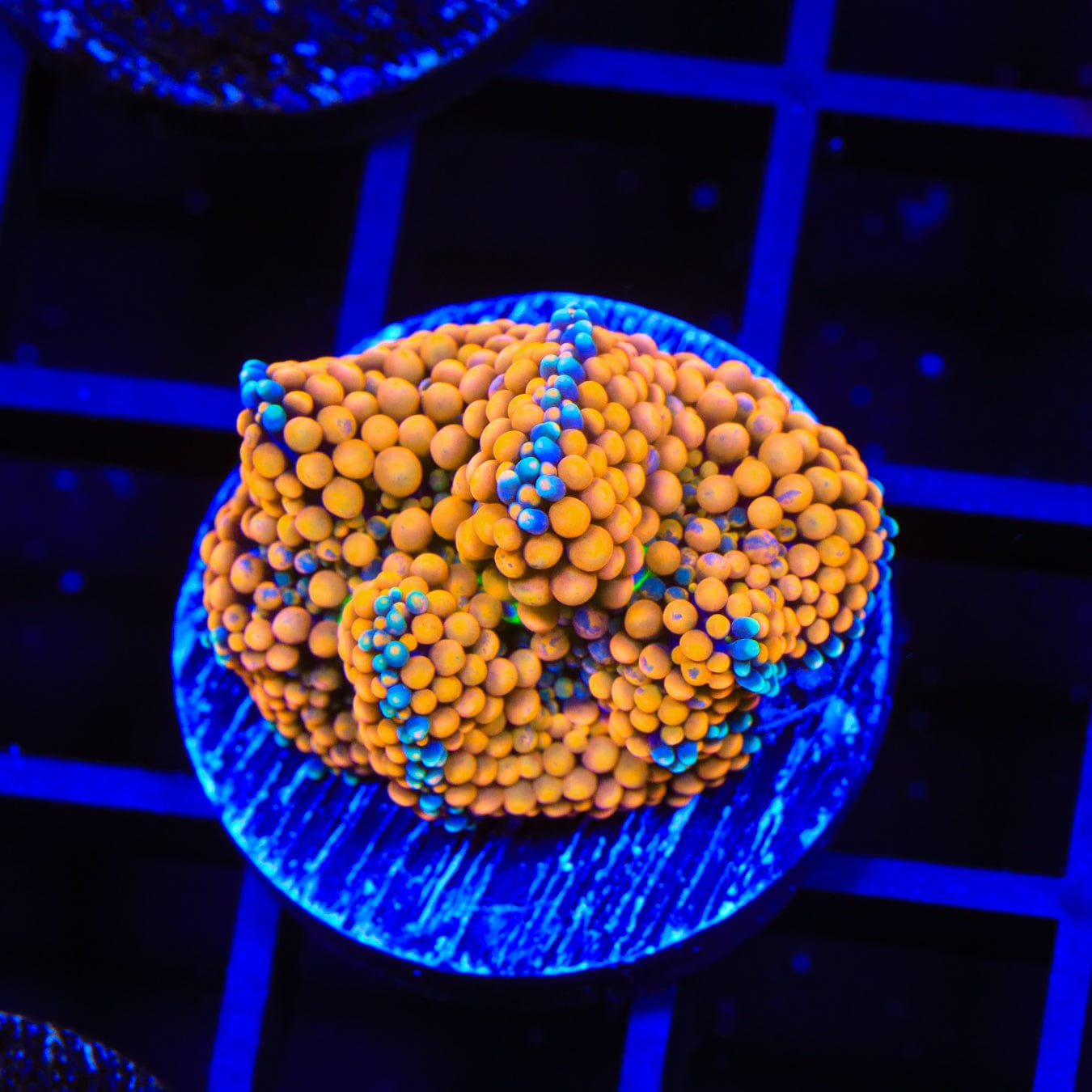 Orange Rainbow Ricordea Coral