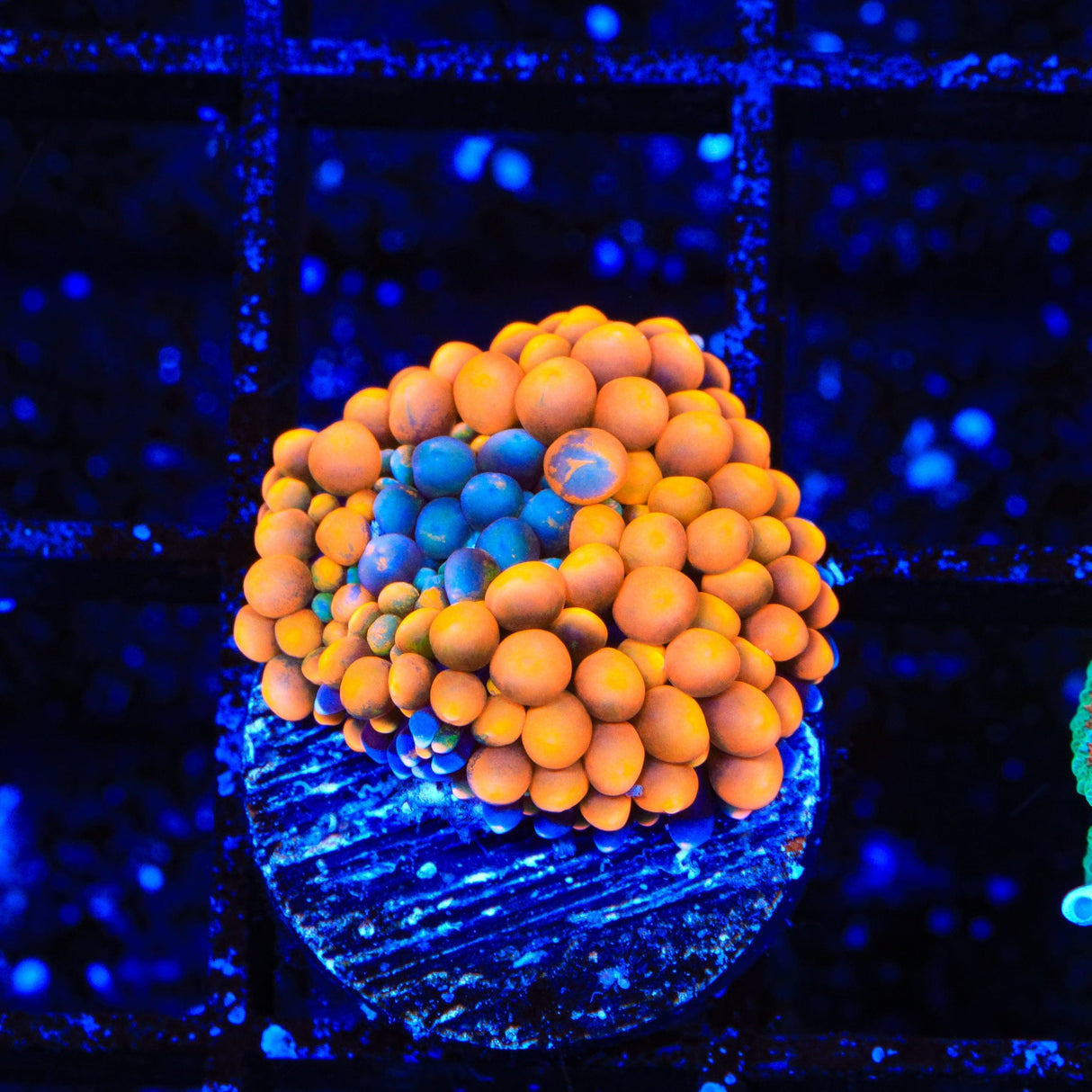 Orange Rainbow Ricordea Coral