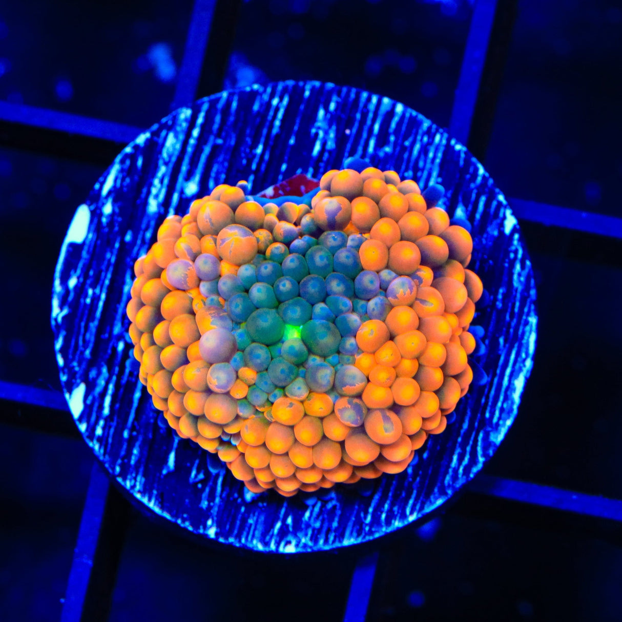 Orange Rainbow Ricordea Coral