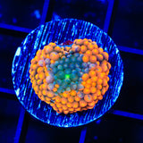 Orange Rainbow Ricordea Coral