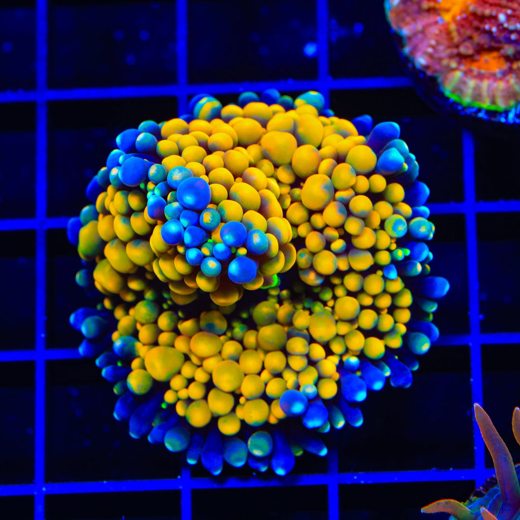 Orange Rainbow Ricordea Coral