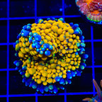 Orange Rainbow Ricordea Coral