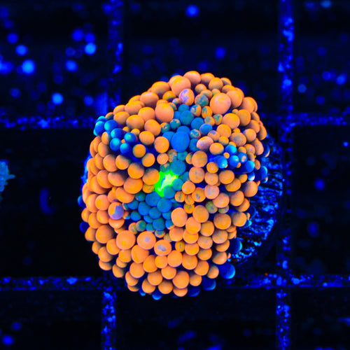Orange Rainbow Ricordea Coral