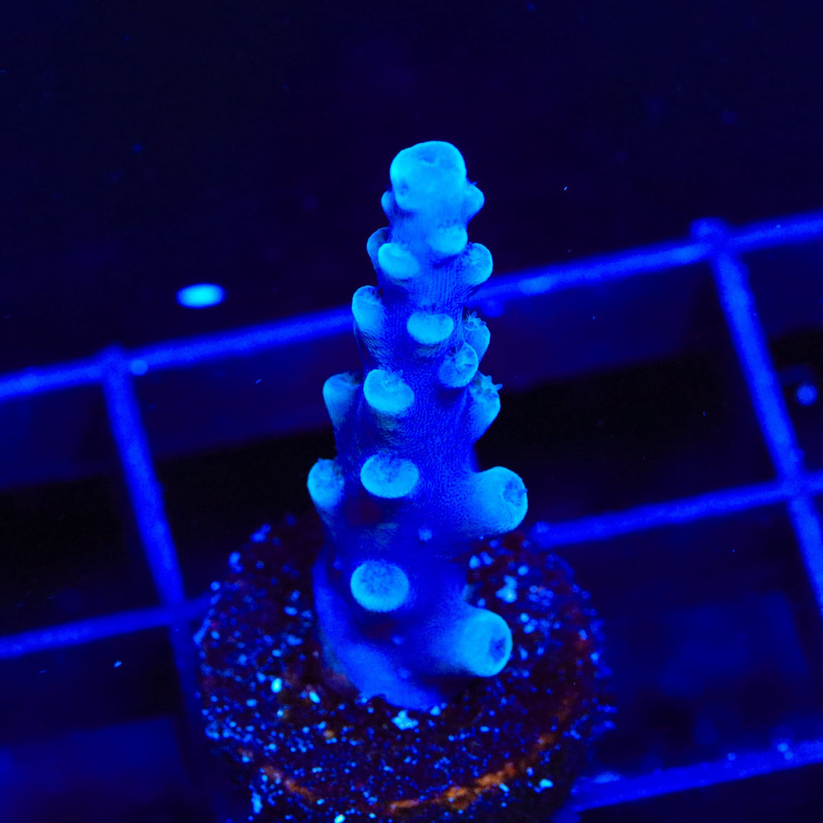 Oregon Blue Tort Acropora Coral