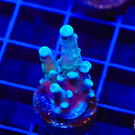 Oregon Blue Tort Acropora Coral