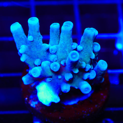 Oregon Blue Tort Acropora Coral
