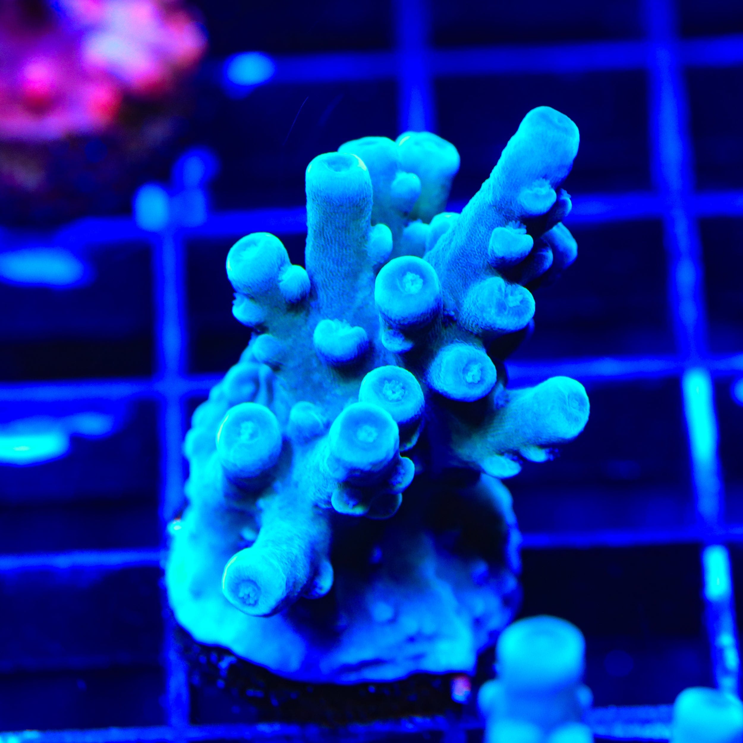 Oregon Blue Tort Acropora XL Frag Coral