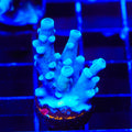 Oregon Blue Tort Acropora XL Frag Coral