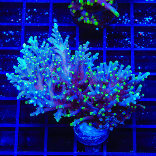 Pacman Dragon Acropora Colony Coral