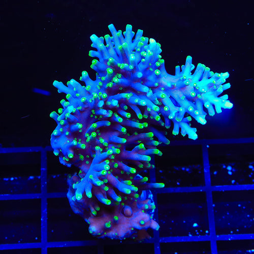 Pacman Dragon Acropora Colony Coral