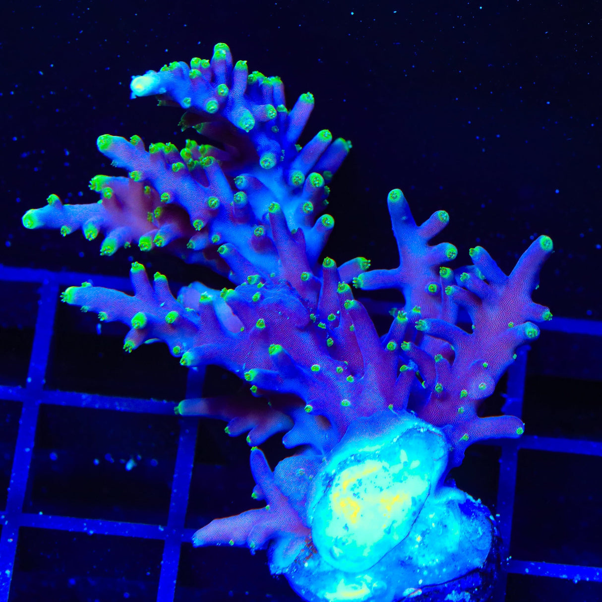 Pacman Dragon Acropora Coral