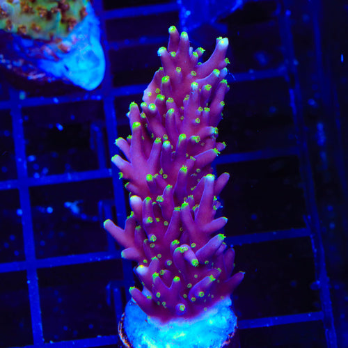 Pacman Dragon Acropora Coral
