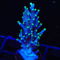 Pacman Dragon Acropora XL Frag Coral