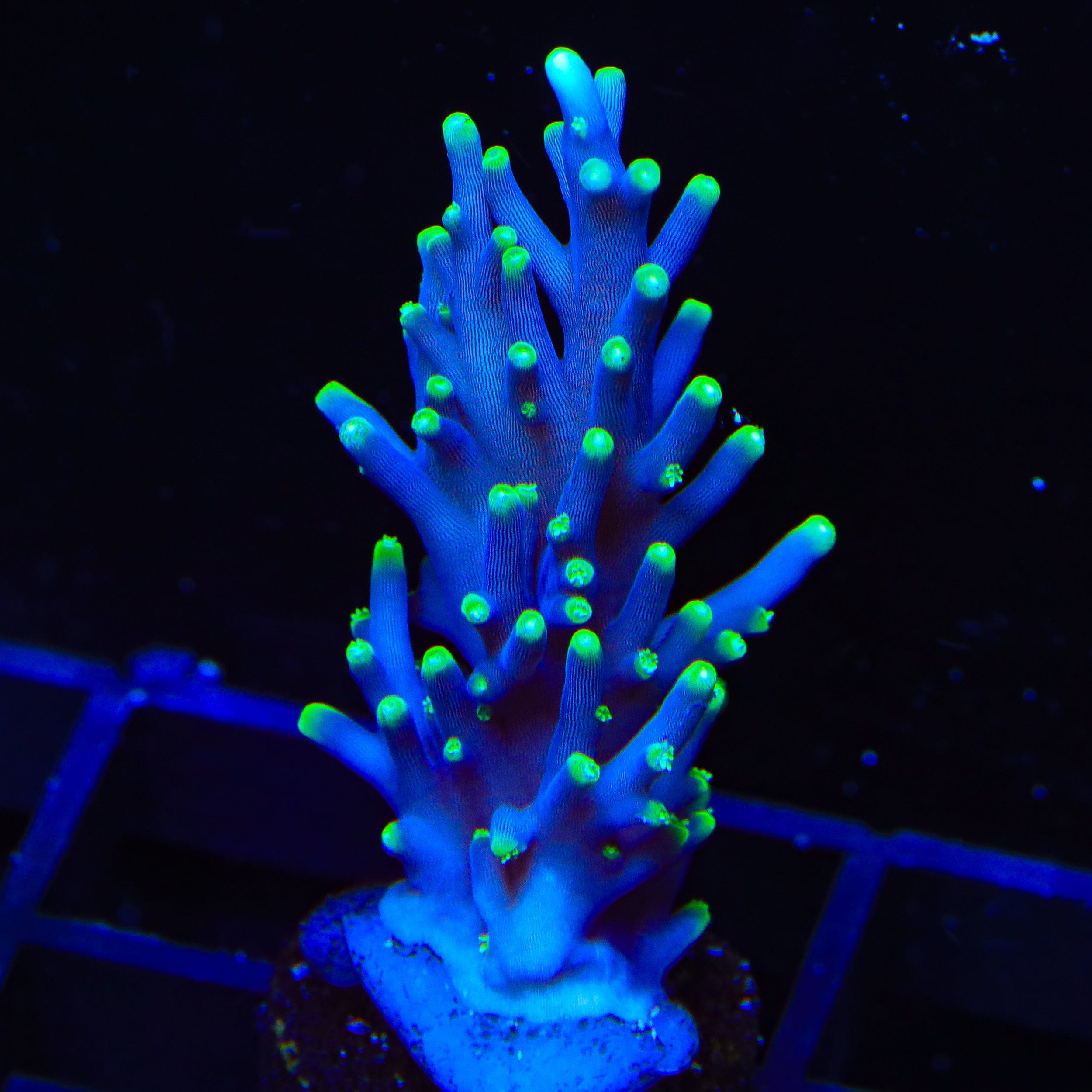 Pacman Dragon Acropora XL Frag Coral