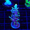 Pacman Dragon Acropora XL Frag Coral