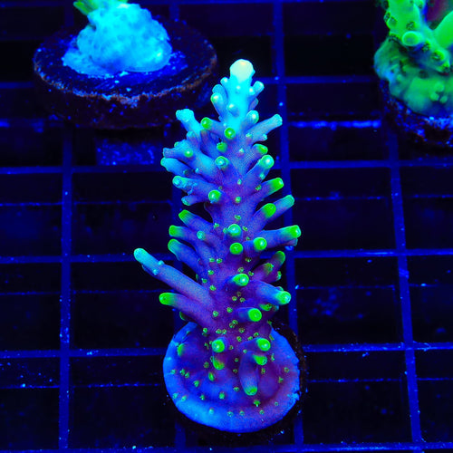 Pacman Dragon Acropora XL Frag Coral