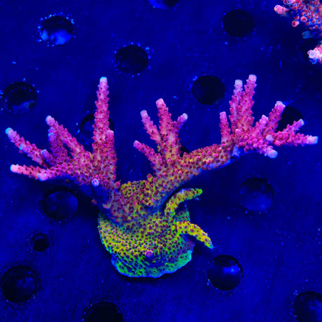 PC Rainbow Acropora Colony Coral